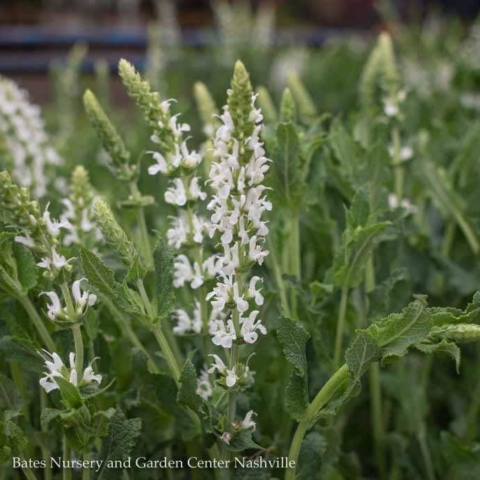 QP Salvia x sylvestris Snow Hill/White Meadow Sage