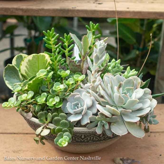 Tropical 10P Whitney Planter w/ Succulent Combo