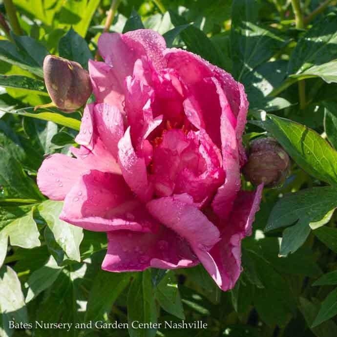 #5 Paeonia Keiko/ Semi-Dbl Soft Pink Itoh Peony