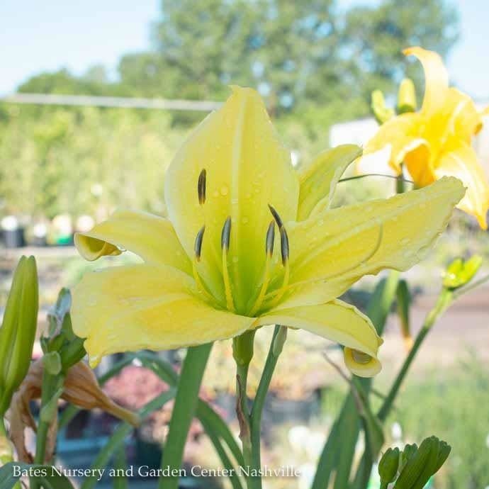 #1 Hemerocallis Big Bird/Daylily