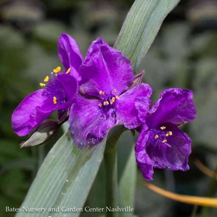#1 Tradescantia x Concord Grape/ Spiderwort