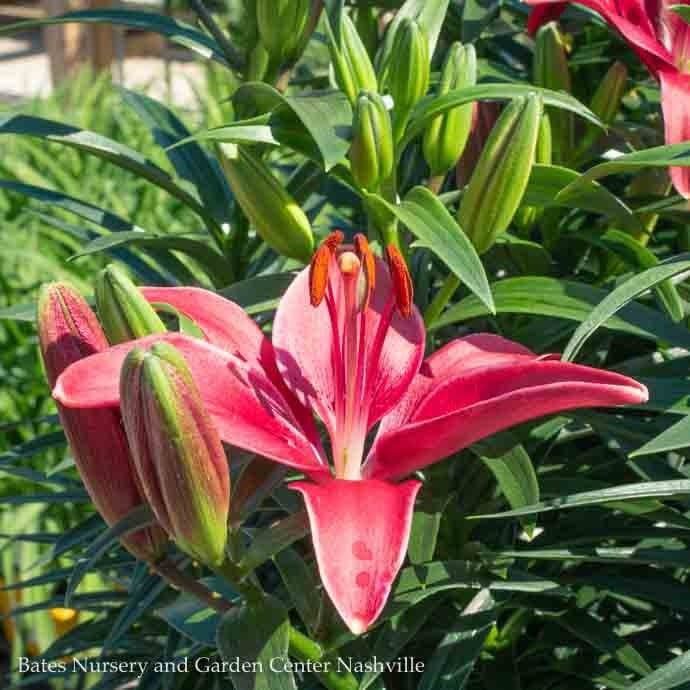 #1 Lilium asiatic Tiny Ghost/ Purple Lily