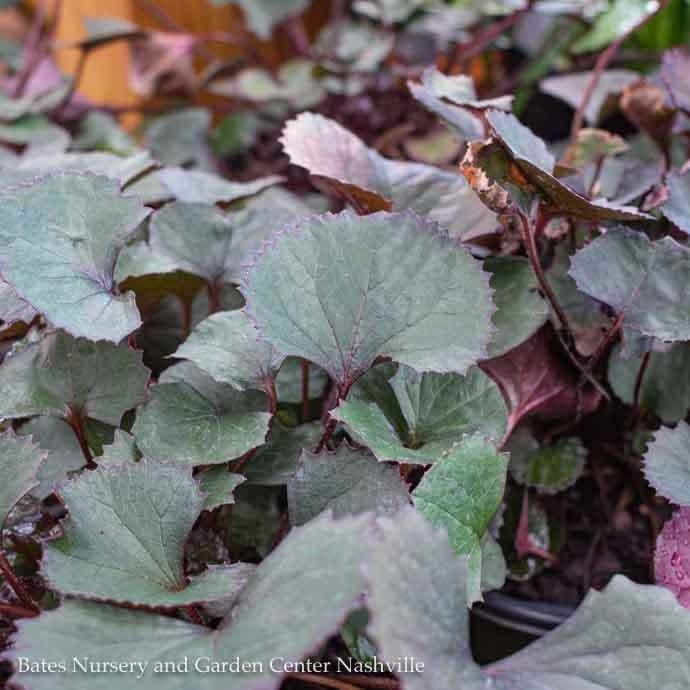 #1 Ligularia dentata Pandora/ Dark Bigleaf