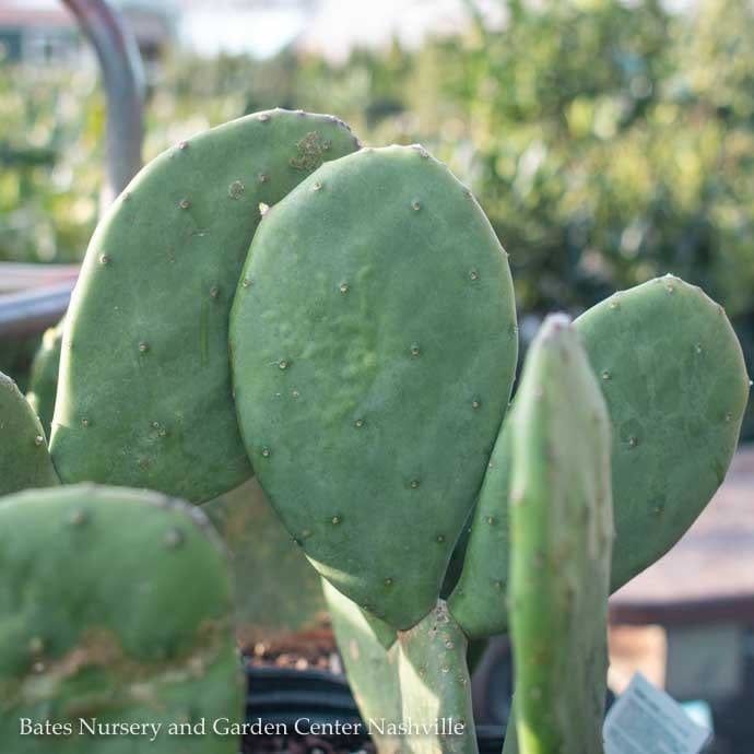 #3 Opuntia/ Thornless Prickly Pear - No Warranty