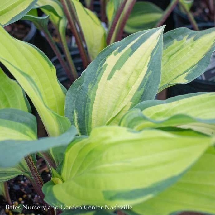 #1 Hosta Island Breeze/ Gold w/ Green Margins 2022 Hosta of the Year