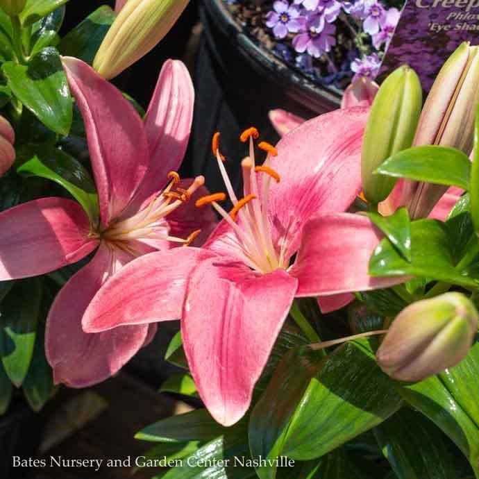 #1 Lilium asiatic Tiny Pearl/ Pink Lily