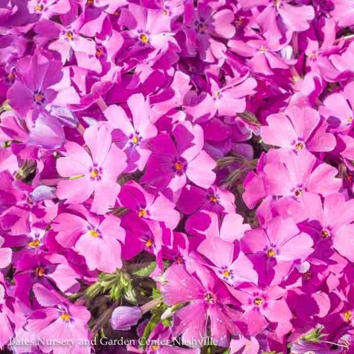 QP Phlox sub Early Spring Purple/ Creeping Native (TN)