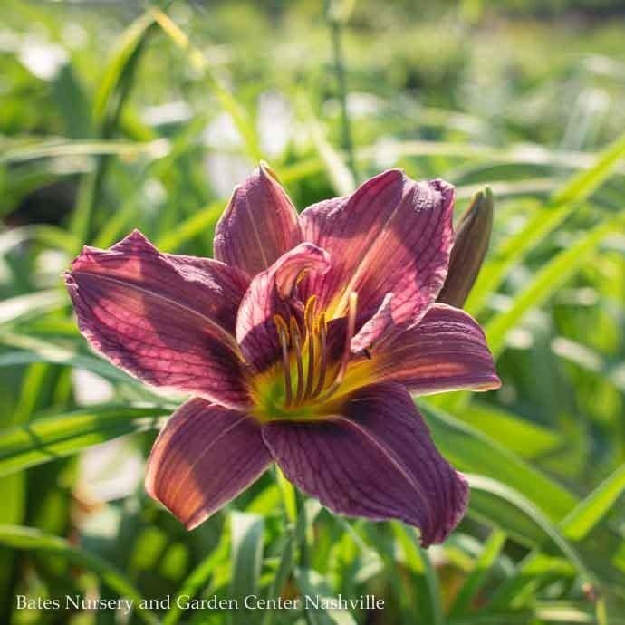 #1 Hemerocallis Prairie Blue Eyes/Daylily