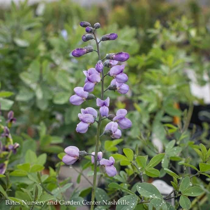 #1 Baptisia x Purple Smoke/ False Indigo