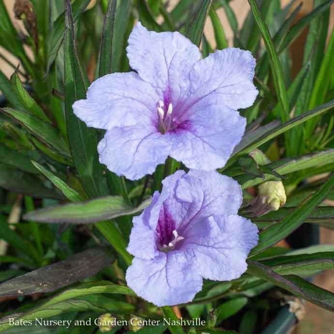 Tropical #1 Ruellia Compact Blue/ Mexican Petunia