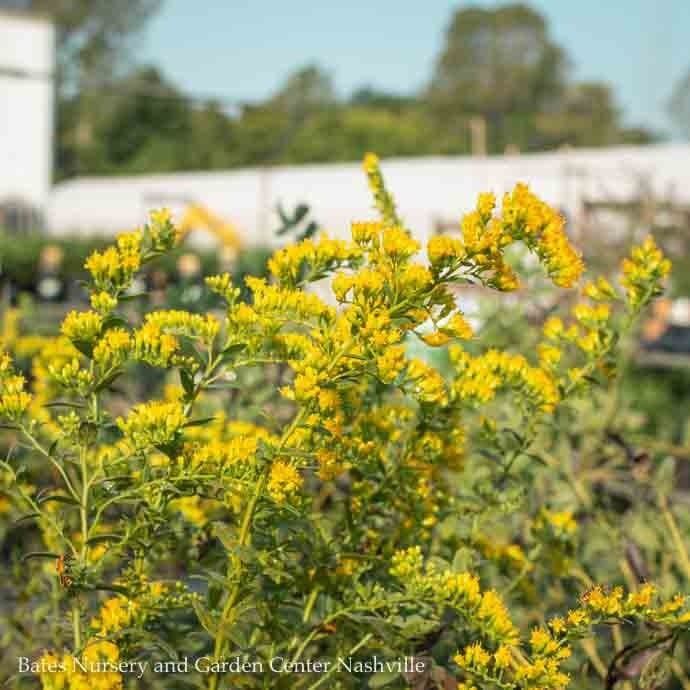 #1 Solidago shortii Solar Cascade/ Goldenrod Native (R)