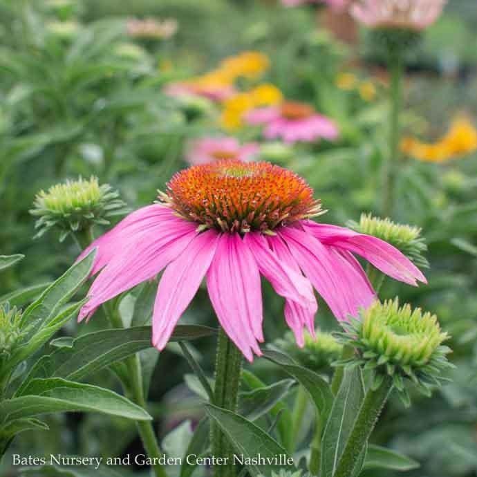 #1 Echinacea pur Kim&#39;s Knee High/ Compact Pink Coneflower Native (TN)