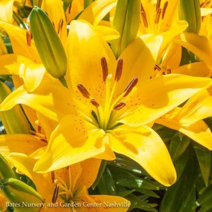 #1 Lilium asiatic Tiny Bee/ Yellow Lily