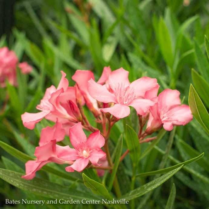 Tropical 10p! Oleander Standard  - TREE Form