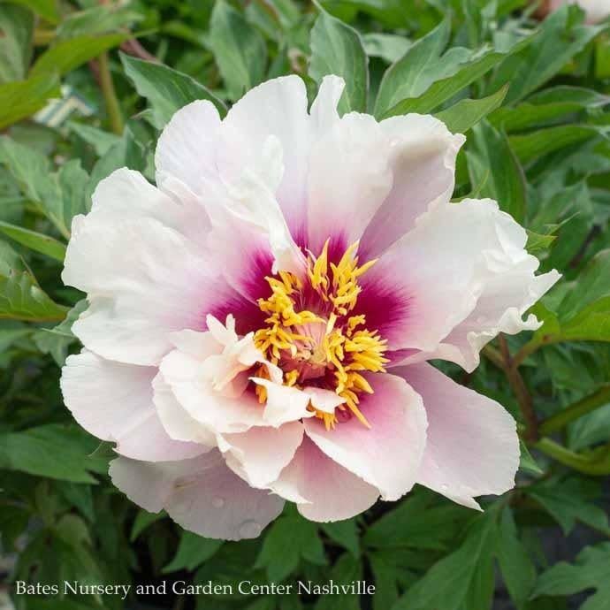 #5 Paeonia Cora Louise/ Semi-Dbl White w/ Drk Lavender Cntr Itoh Peony