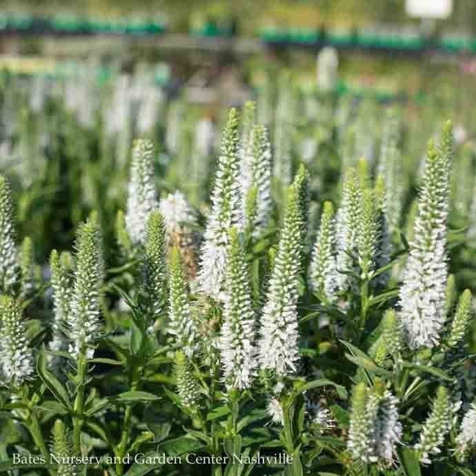 #1 Veronica spicata Snow Candles/ White Compact Speedwell
