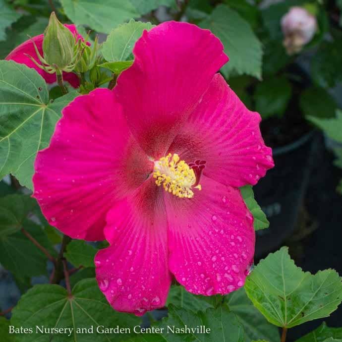 #3 Hibiscus x Big Hit &#39;Red&#39;/ Hardy