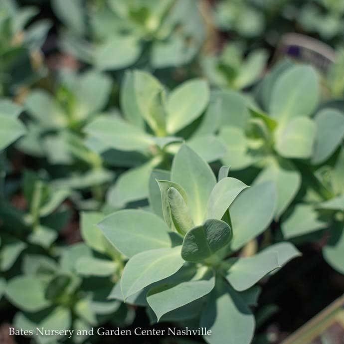 QP Euphorbia Myrsinites/ Myrtle Spurge