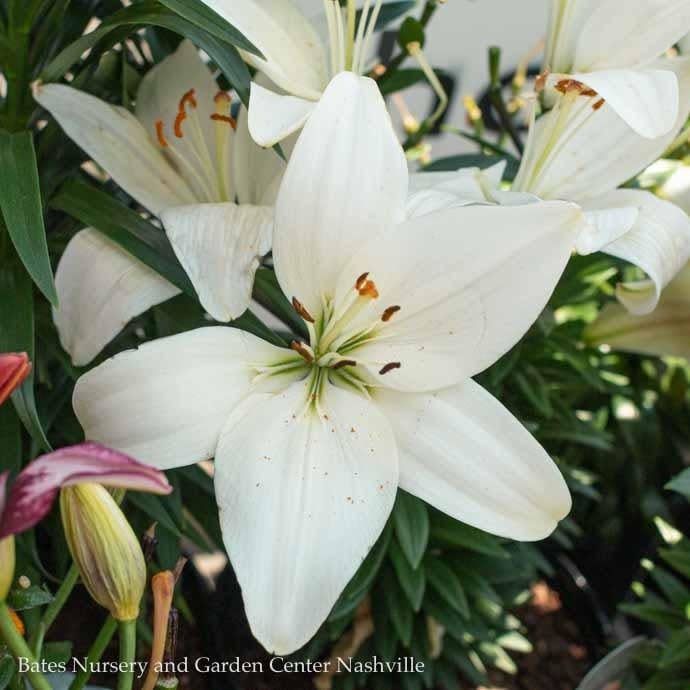 #1 Lilium asiatic Tiny Crystal/ White Lily