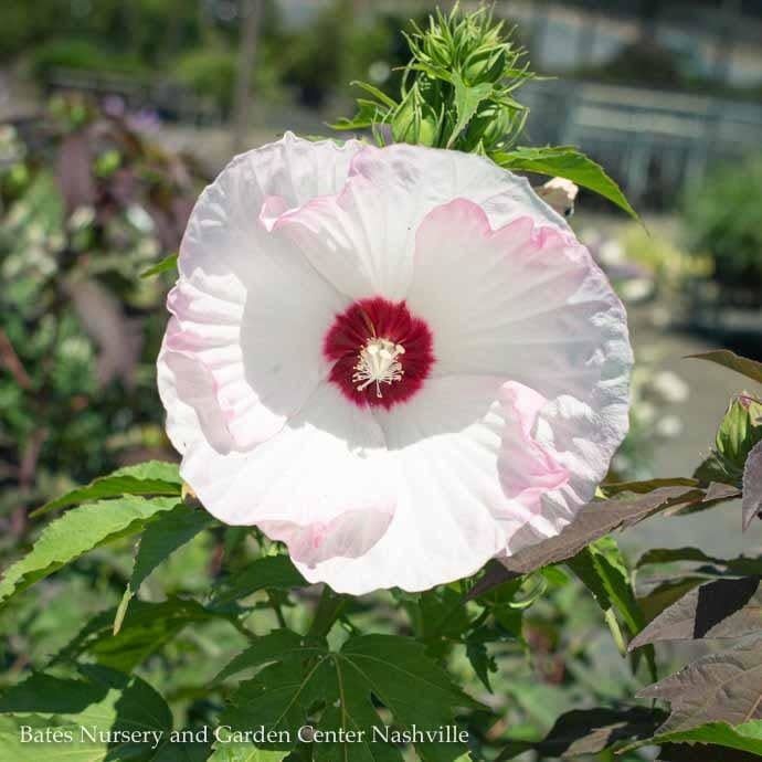 #1 Hibiscus x PW Summerific &#39;Ballet Slippers&#39;/ White with Pink Hardy