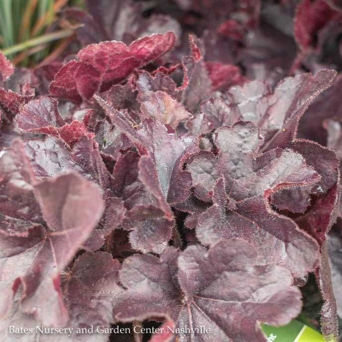 #1 Heuchera x Sirens&#39; Song &#39;Dark n Bright&#39;/ Coral Bells