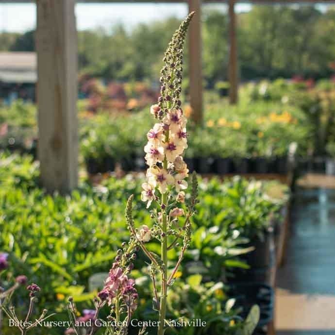 #1 Verbascum x Southern Charm/ Peach Mullein