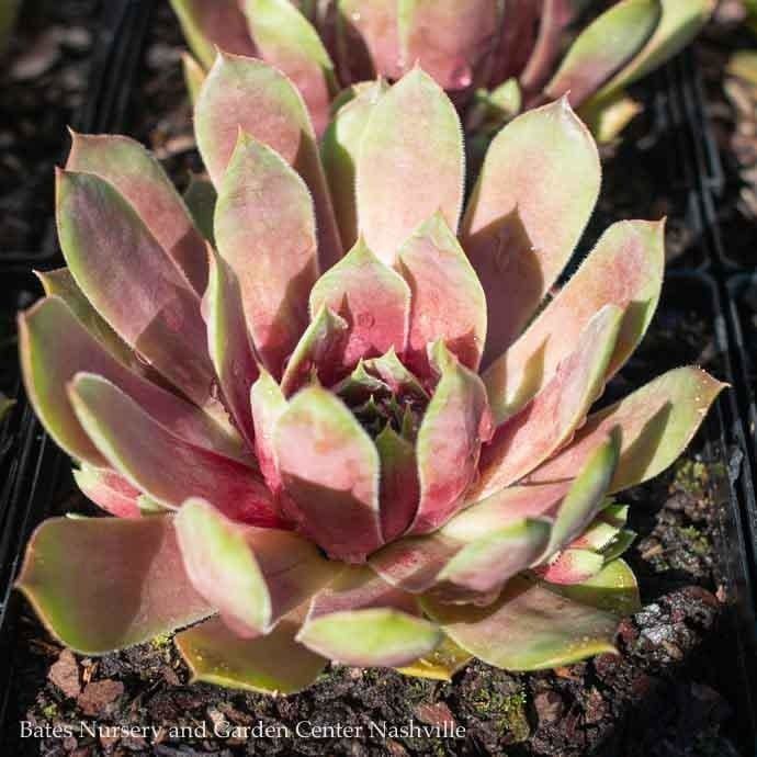QP Sempervivum Silver King/ Hens and Chicks