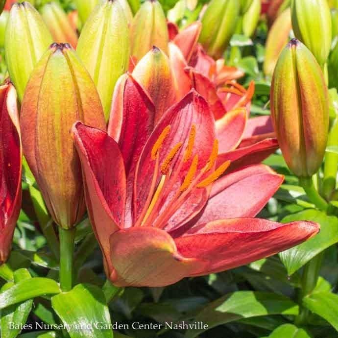 #1 Lilium Tiny Rocket/ Red Asiatic Lily