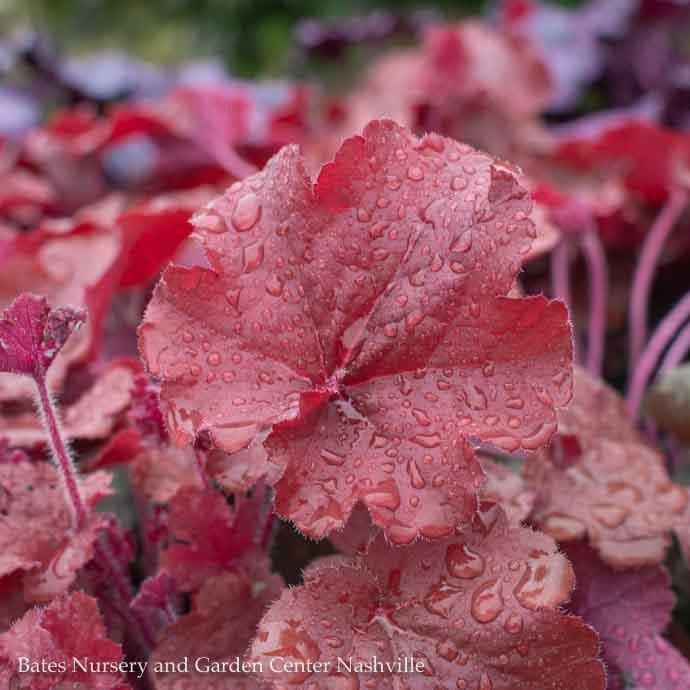 #1 Heuchera x rich Northern Exposure &#39;Red&#39;/ Coral Bells
