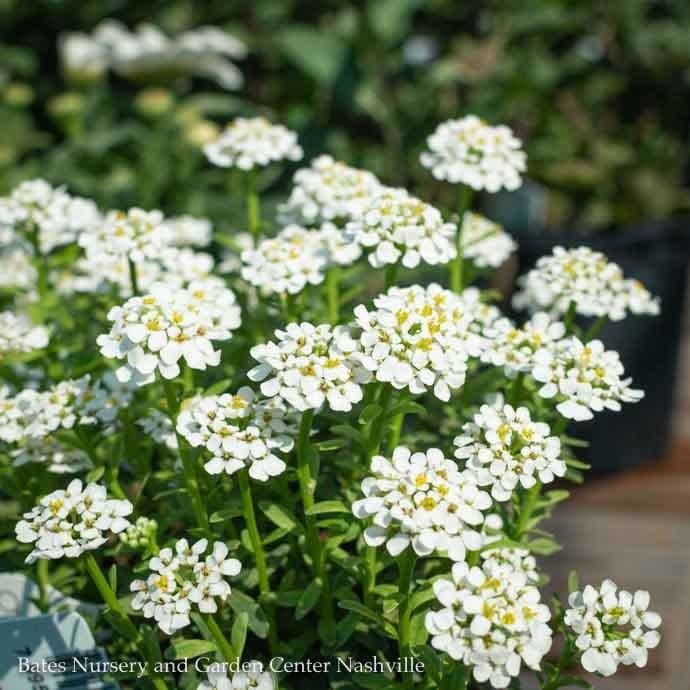 QP Iberis semp Alexander&#39;s White/ Candytuft