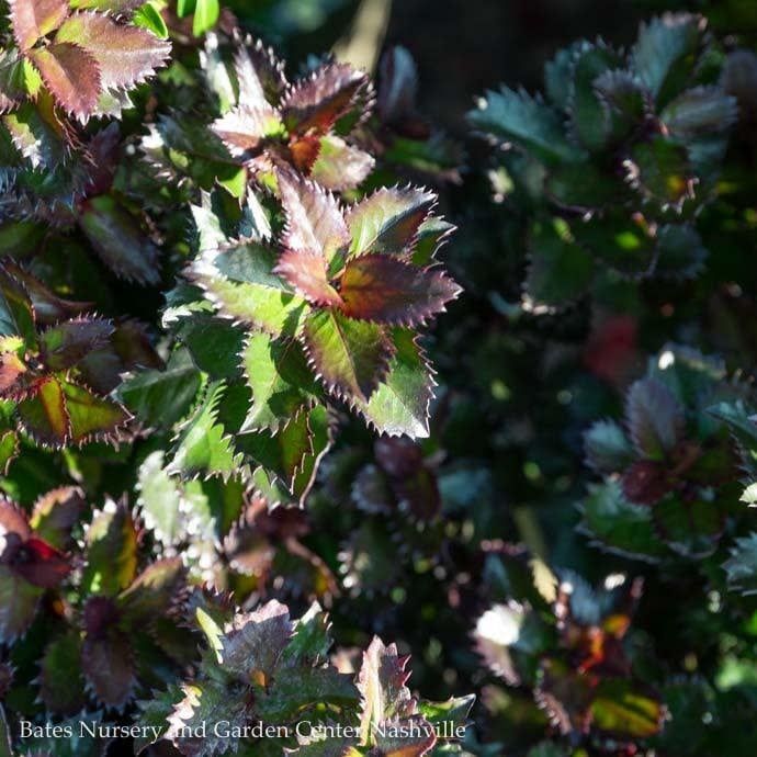 #2 Ilex x meserveae Scallywag/ Holly (male)