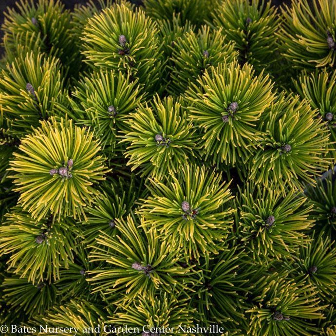 #2 Pinus mugo Carsten&#39;s Wintergold/ Dwarf Pine