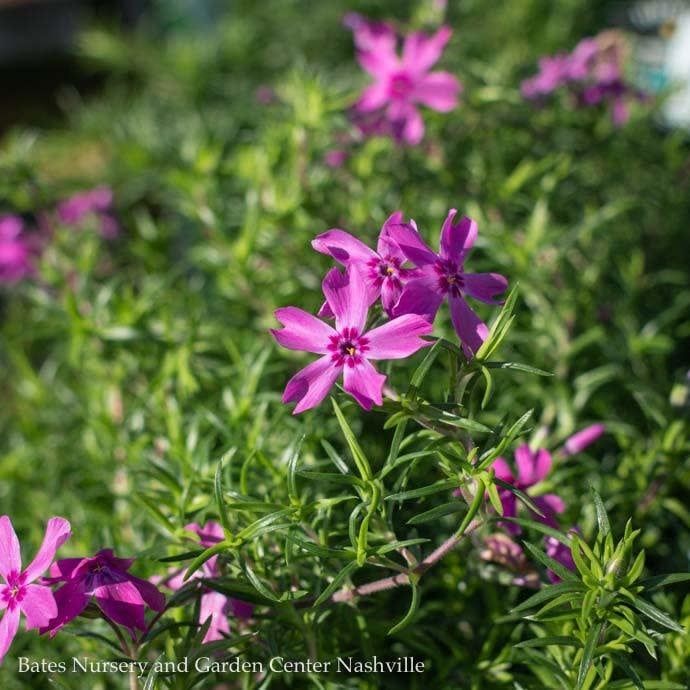 #1 Phlox sub Crimson Beauty/ Creeping Native (TN)