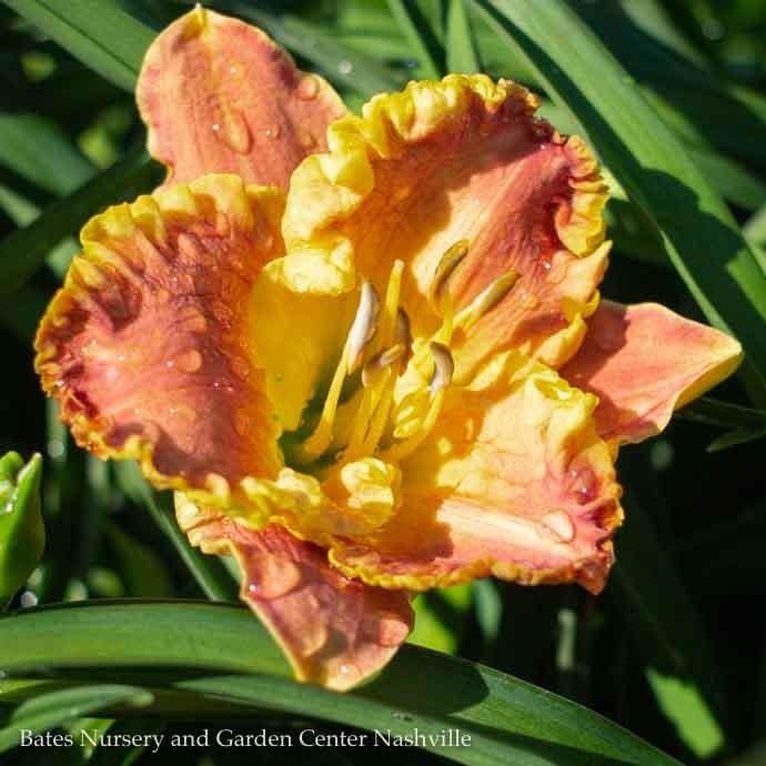 #1 Hemerocallis Titan Skye/ Daylily