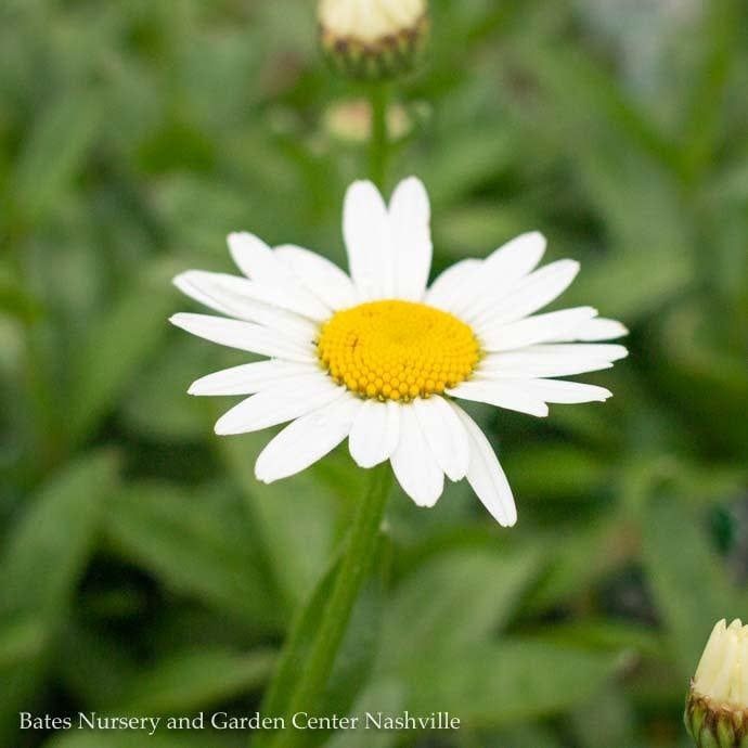 QP Leucanthemum Crazy Daisy/ Shasta