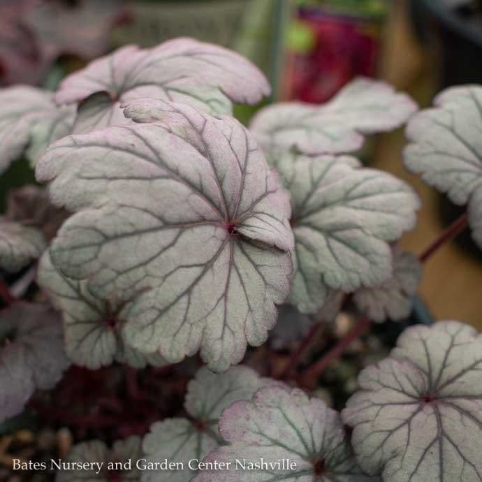 #1 Heuchera x Sugar Plum/ Coral Bells