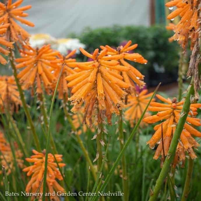 #1 Kniphofia x Poco 'Orange'/ Dwarf Red Hot Poker