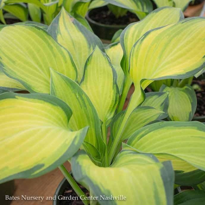 #1 Hosta Orange Marmalade