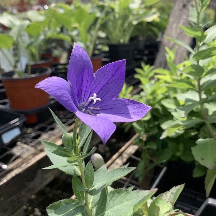 #1 Platycodon grand Astra Blue/ Balloon Flower