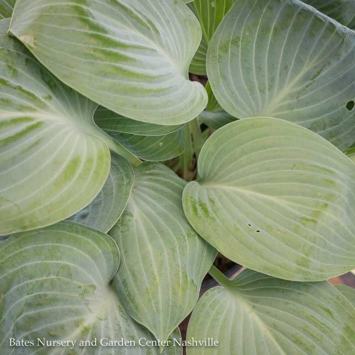#1 Hosta Prairie Sky/ Blue