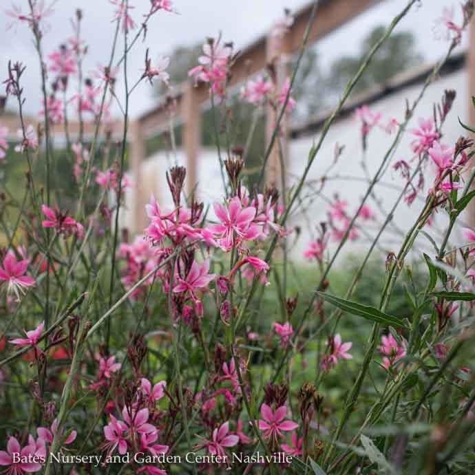 #1 Gaura lin Pink Cloud