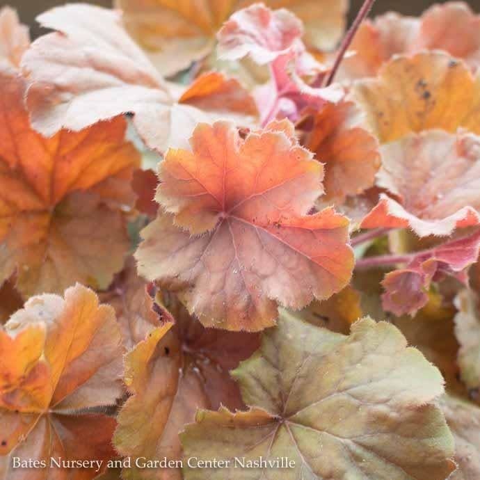 #1 Heuchera x rich Northern Exposure &#39;Amber&#39;/ Coral Bells