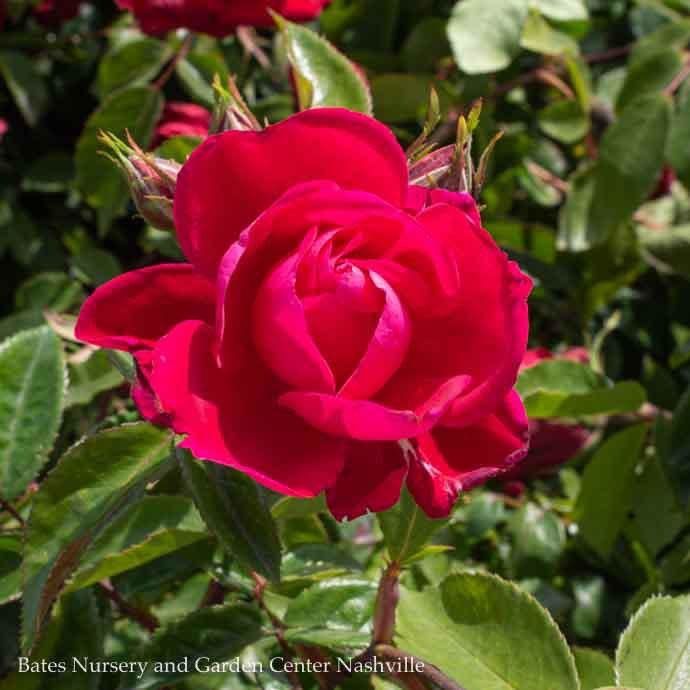 #2 Rosa Grace N&#39; Grit &#39;Pink&#39;/ Shrub Rose - No Warranty