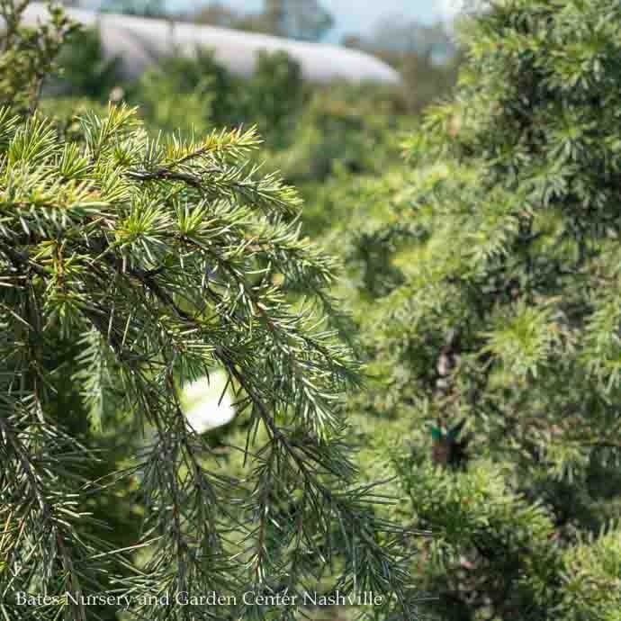 #5 Cedrus deo Feelin&#39; Blue/ Deodar Cedar