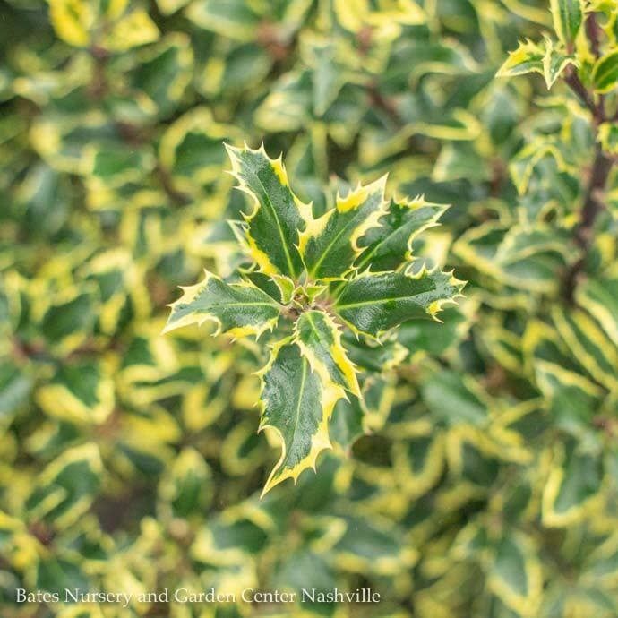 #5 Ilex aquifolium Gold Coast/ Variegated English Holly (male)