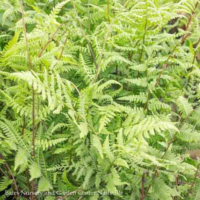 #1 Athyrium filix-femina/ Lady Fern Native (TN)