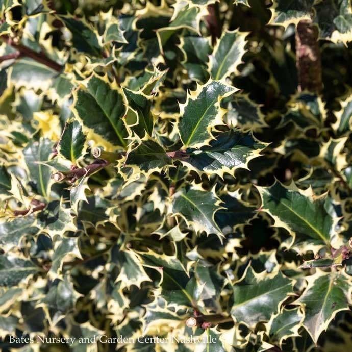 #7 Ilex aquifolium Argentea Marginata/ Variegated English Holly (female)