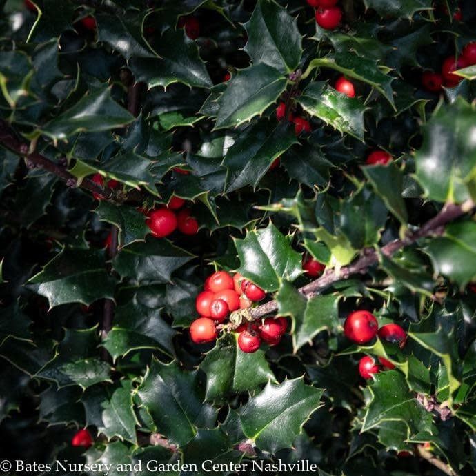 #2 Ilex x Red Beauty/ Holly (female)