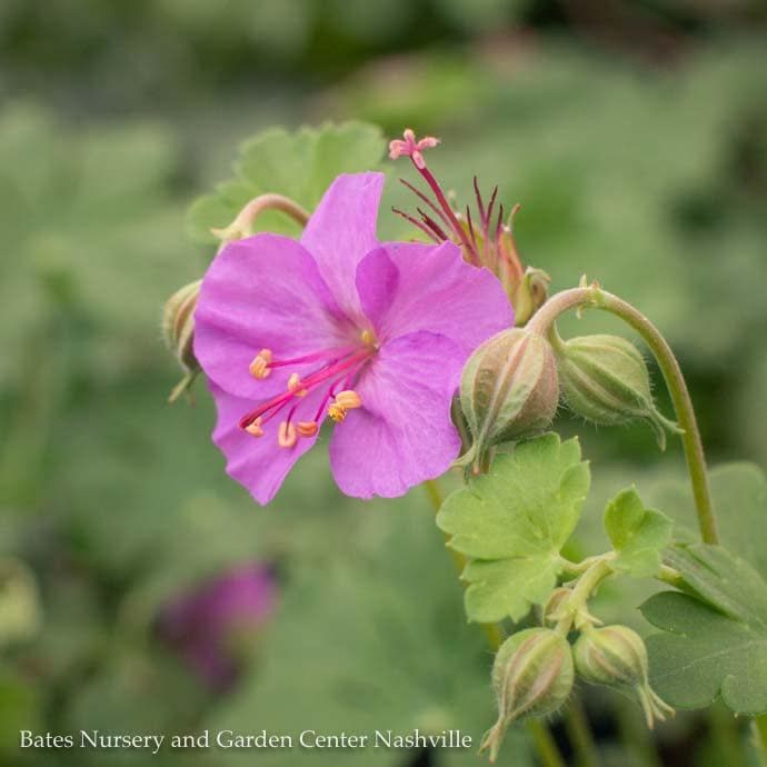 QP Geranium x Karmina/ Cranesbill