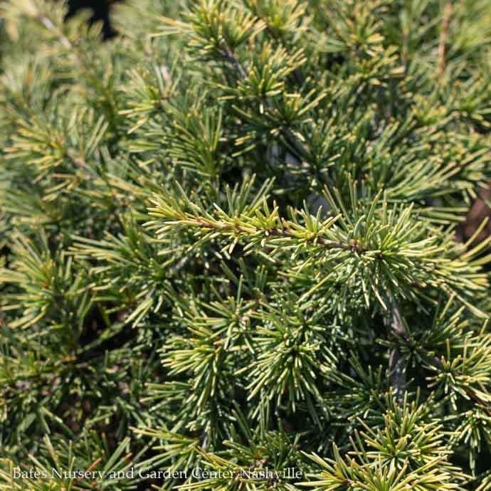 #6 Cedrus deo Gold Cascade/ Deodar Cedar